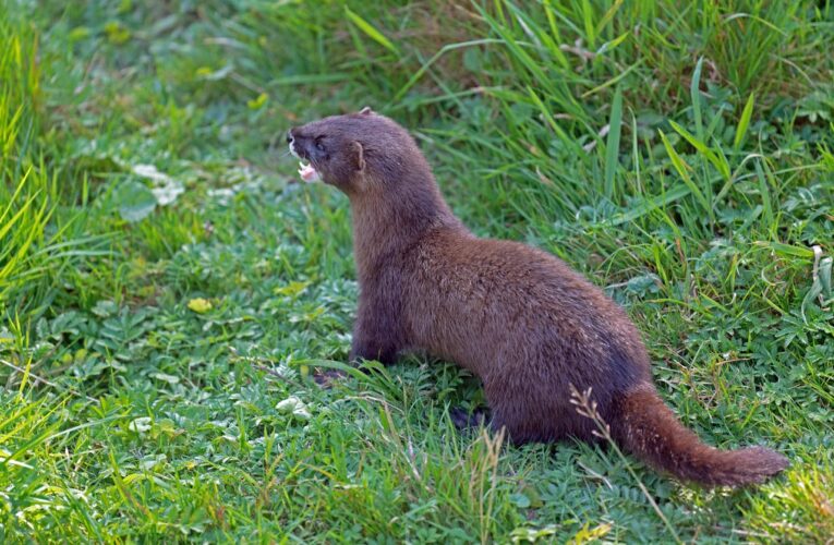 Ochrana majetku před nevítanými zvířecími návštěvníky: Proč vsadit na odborný a šetrný zásah